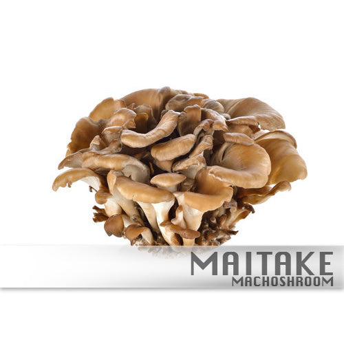 Maitake 100%Biologisch