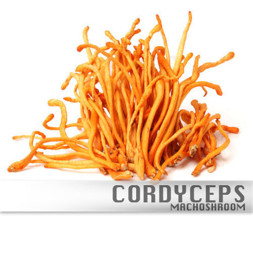 Cordyceps 100%Biologisch