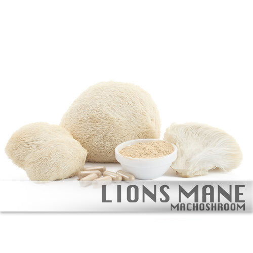 Lions Mane 100%Biologisch