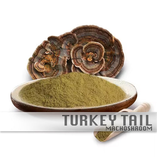 Turkey Tail 100%Biologisch