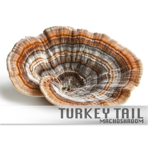 Turkey Tail 100%Biologisch
