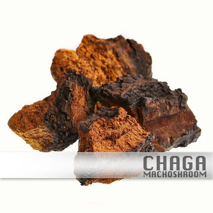 Versterk je Immuniteit met Chaga - Puur en Krachtig! - 100 Bio Capsules