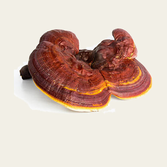 MachoShroom Reishi poeder en gedroogde paddenstoel