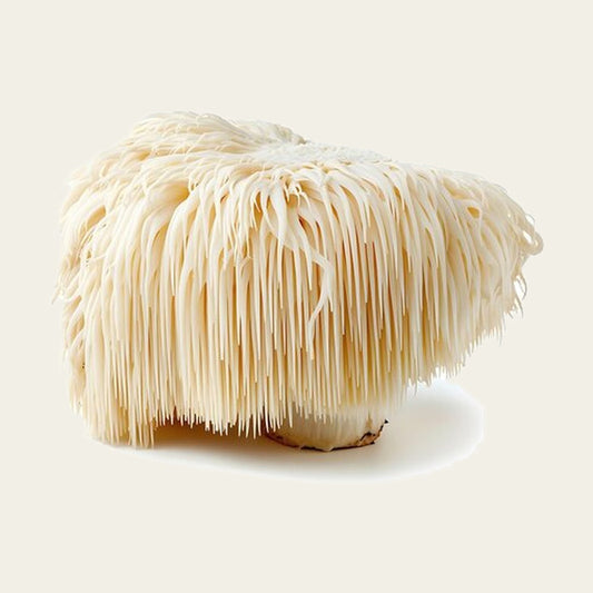 MachoShroom Lion's Mane poeder en gedroogde paddenstoel