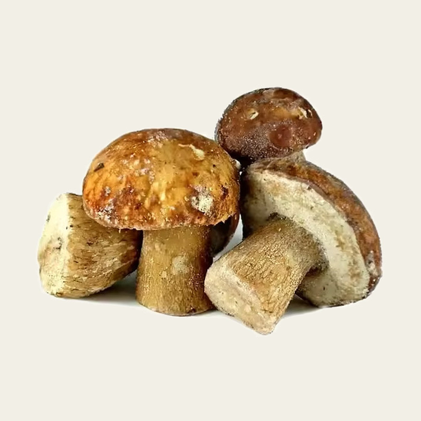 MachoShroom Boletus poeder en gedroogde paddenstoel